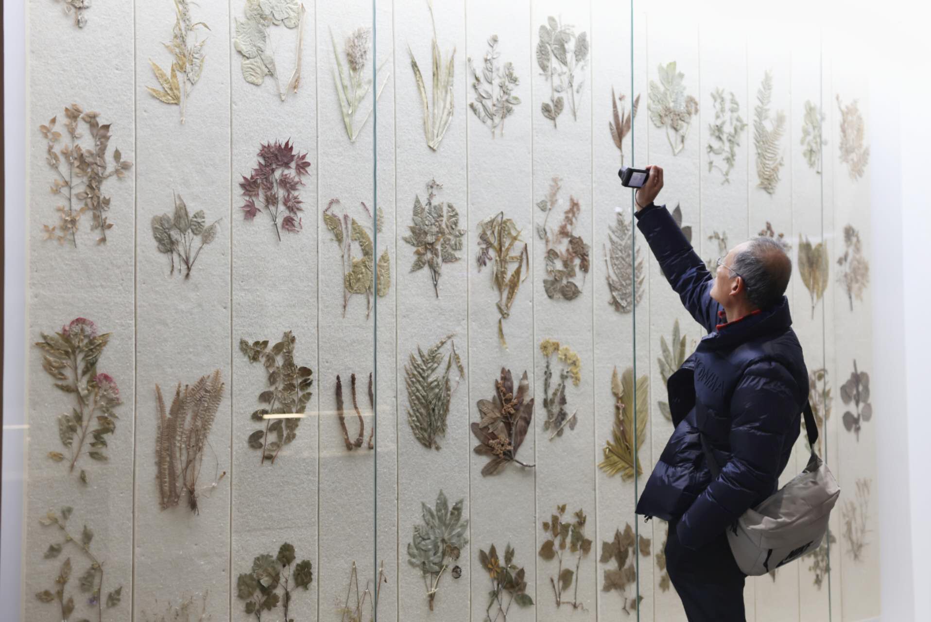 3月29日，國家自然博物館，觀眾在拍攝藥材植物標本。新京報記者 浦峰 攝