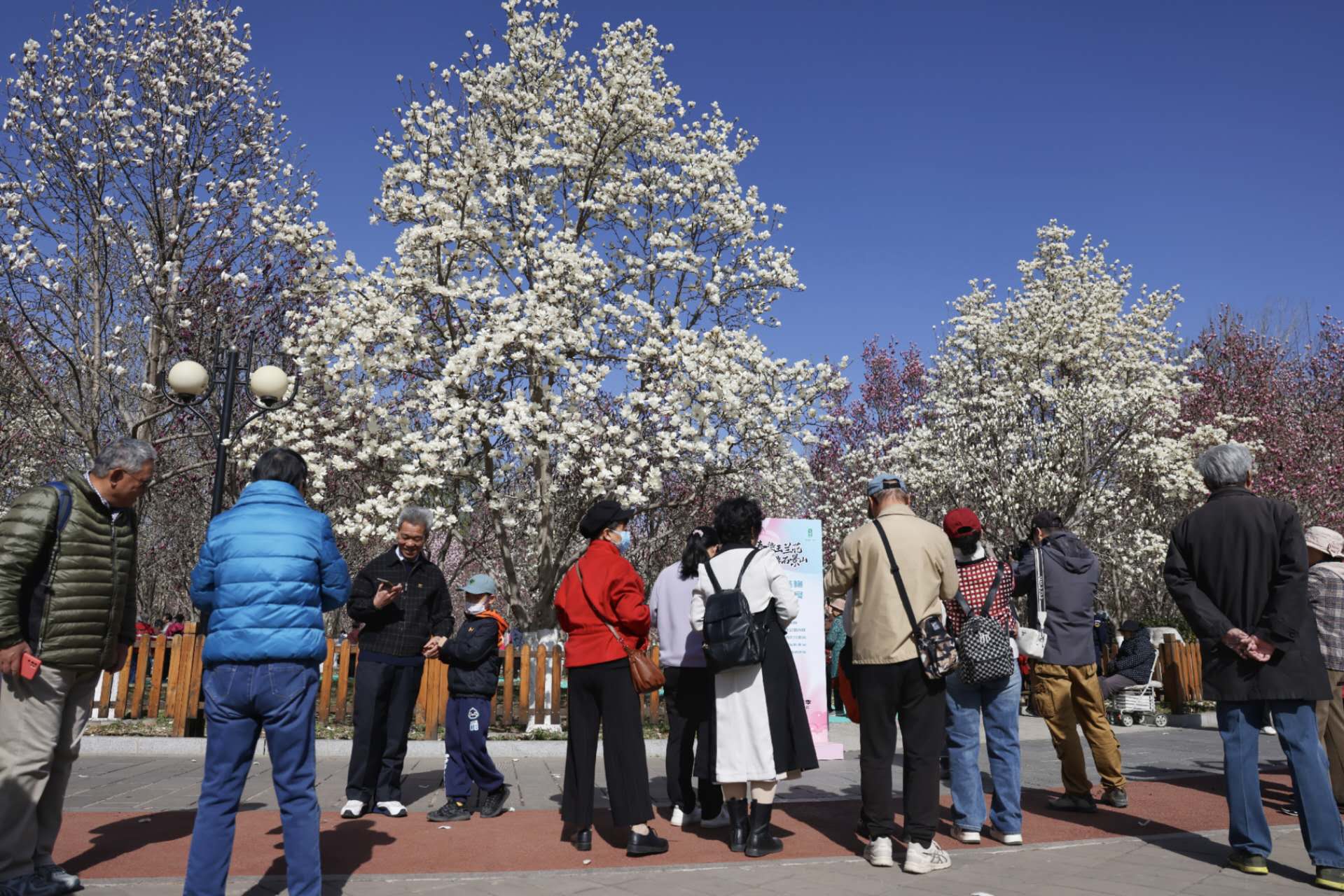 北京國際雕塑公園，市民在拍攝盛開的玉蘭花。新京報記者 浦峰 攝