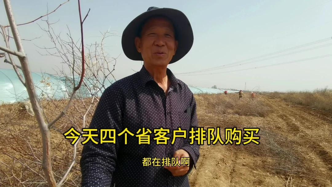 山西农民创新发展蟠枣种植技术，四省客户排队购买苗木，火了
