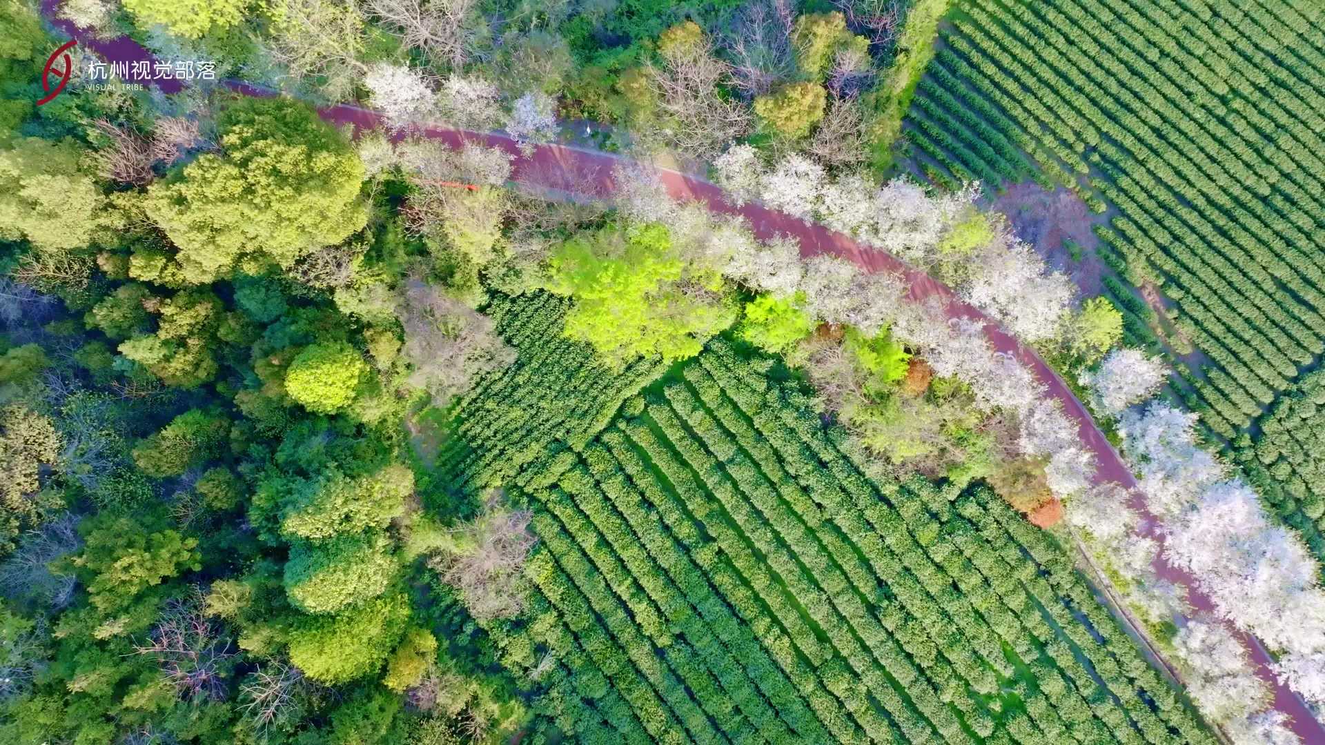 杭州最美樱花茶园 | 上城皋亭山