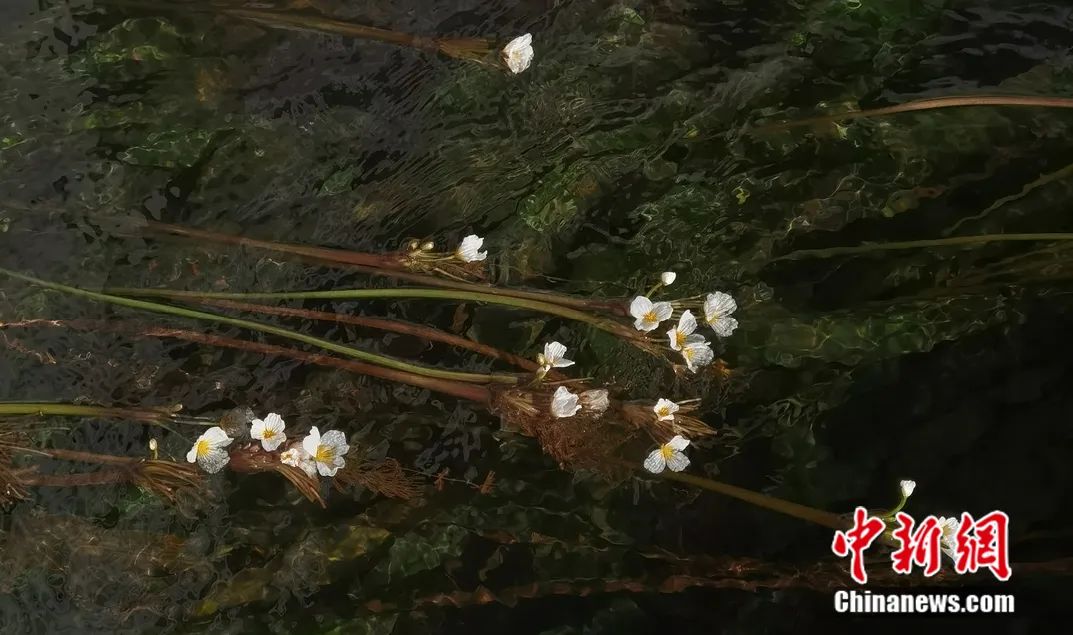 昆明滇池流域的丰泽源植物园内，海菜花在水中竞相绽放 周雨汐 摄