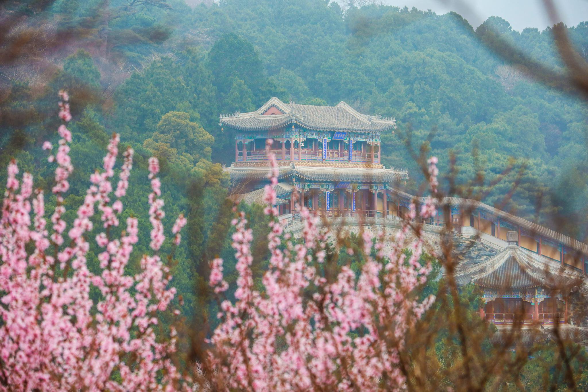 位於南山的香山寺與山桃花相互映襯。香山公園供圖