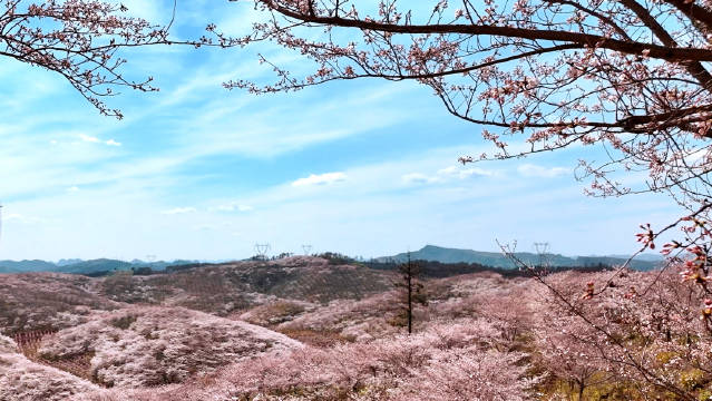 阳春三月的贵州是另人向往法“繁花”世界，四月更是百花齐放的绝佳观赏期