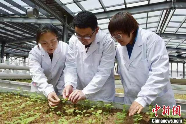 图为吕文霞(左)为同事讲解试验温室幼苗的栽培要领。张蜀雁 摄