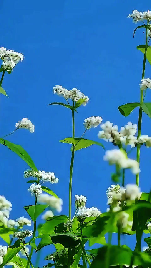 一部AI视频短片《此生为证》，致敬那些逝去的公安英雄！