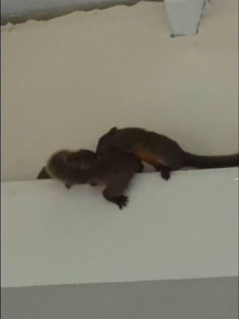 一只松鼠在公司墙头生了一窝小松鼠