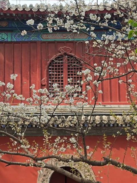 动静等观西山大觉寺，一幅动静交融的春日画卷