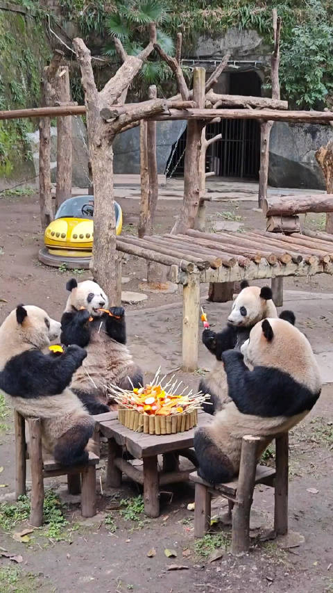 重庆动物园大熊猫天团四喜丸子围坐吃“火锅”，乖惨了！