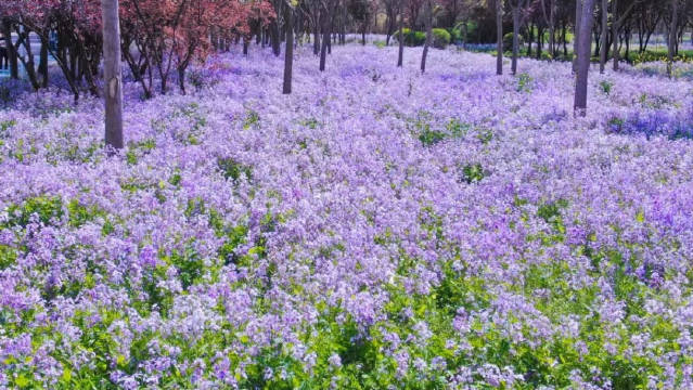 郑州绿博园的紫色花海上线了