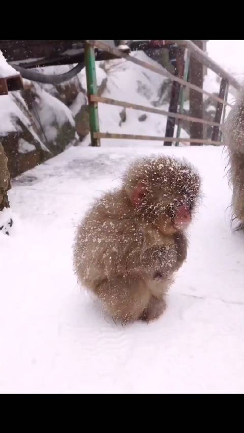 长野地狱谷野猿公苑的小猴子，好可爱啊