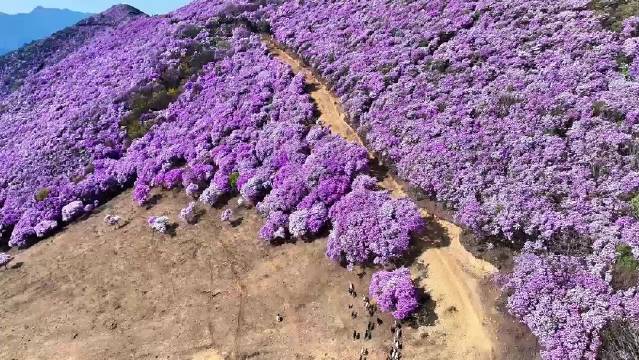 用诺米《阿普的思念》打开盐源索玛花海