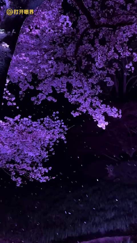 这就是专属于夜樱的氛围感吧！月光和樱花的绝美组合只有在春天晚上才看得到呀