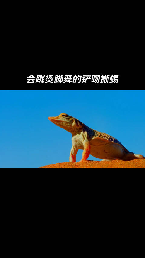 铲吻蜥蜴（英文名：shovel snouted lizard）是一种非常迷你的小蜥蜴…