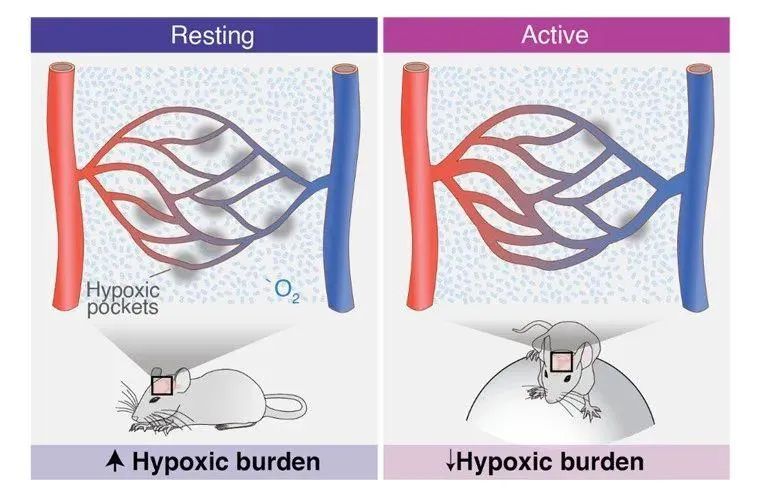 几个月可以练出来明显的线条 6a30-39c68a17c13d1f3f5be2a8ae07217579.jpg