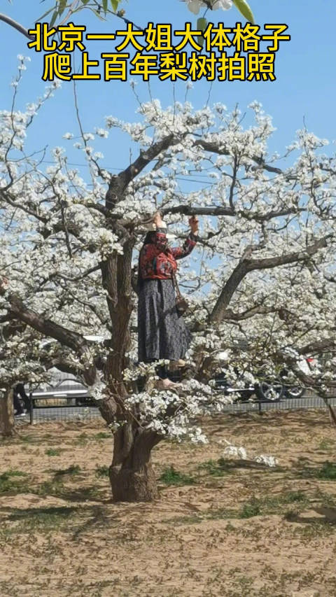 北京大兴，这些梨树有百岁了，看这位大姐，就这大体格子，还上树…
