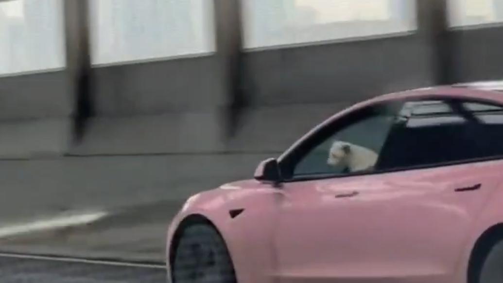 一條狗在特斯拉駕駛座“開(kāi)車”，網(wǎng)友舉報(bào)后武漢交警傳喚車主