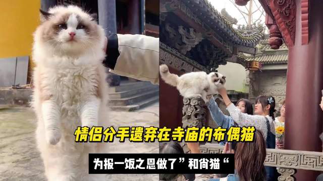 还记得这只为报答一饭之恩选择出家的布偶猫吗？