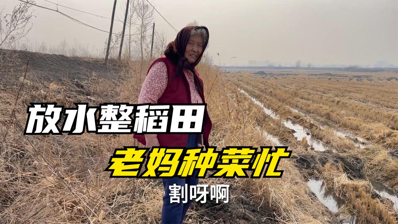 农民王小：抽水整稻田全家忙，老妈池埂种菜，春天希望秋天盼丰收