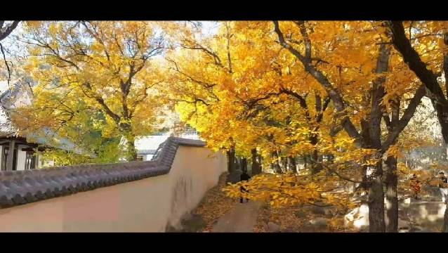 泰山普照寺东边，藏在橡树林里的这条绝美小路，又到一年最浪漫的时候…