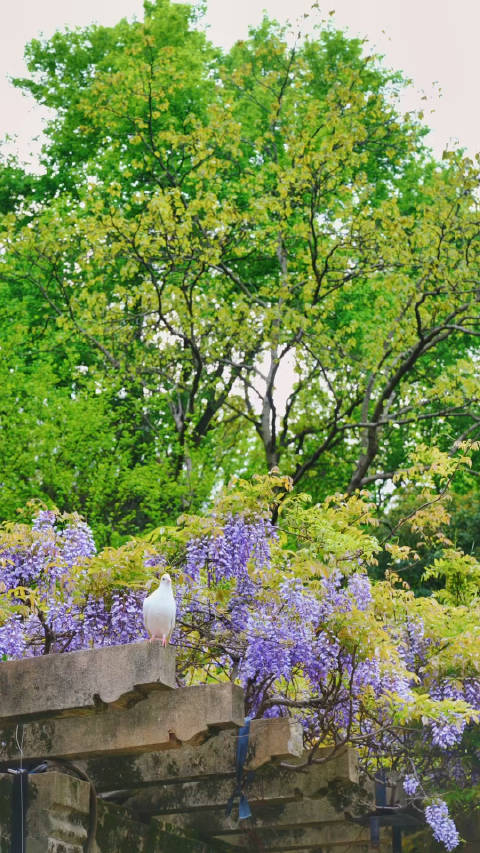 南京音乐台紫藤花开