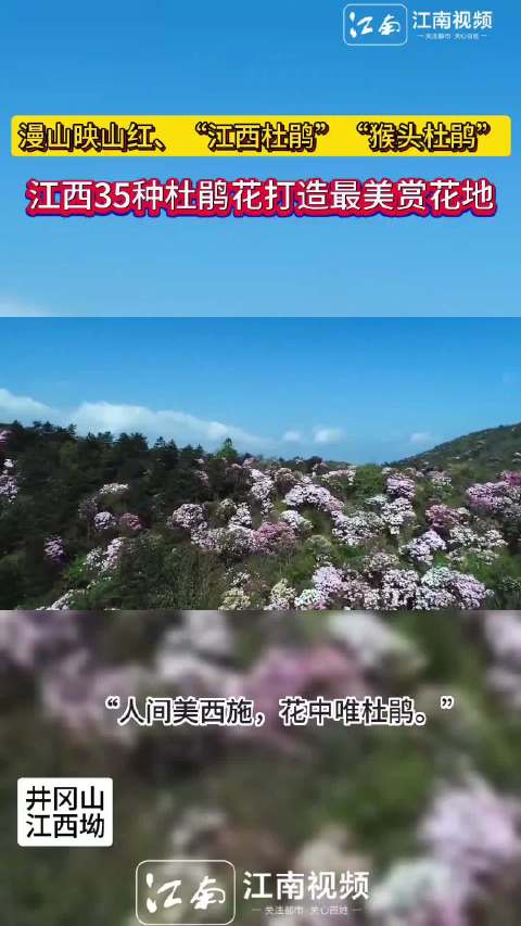 杜鹃花开满山，来看江西赏花攻略