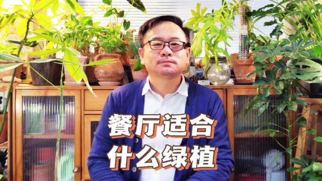 餐厅放什么绿植比较好呢？推荐6种，皮实耐荫，干净清新