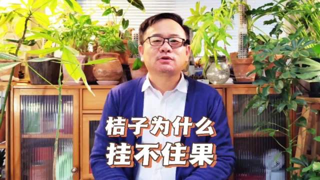 桔子开花为什么挂不住果？主要有4个原因，要对症解决