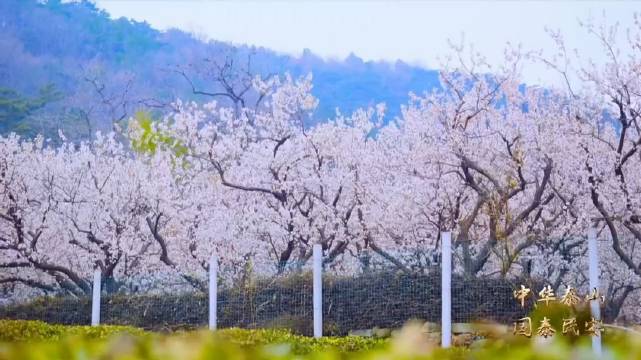 春漫泰安·花间语~打卡泰安的春天