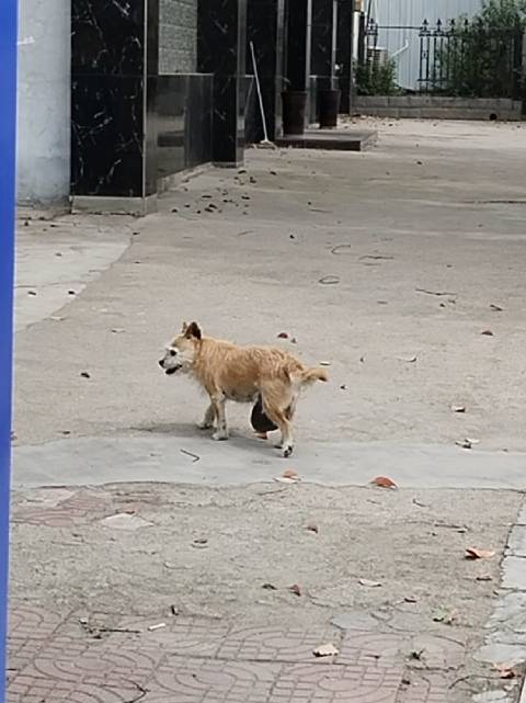 遂平县建设路工人路交叉口处有一只流浪狗…