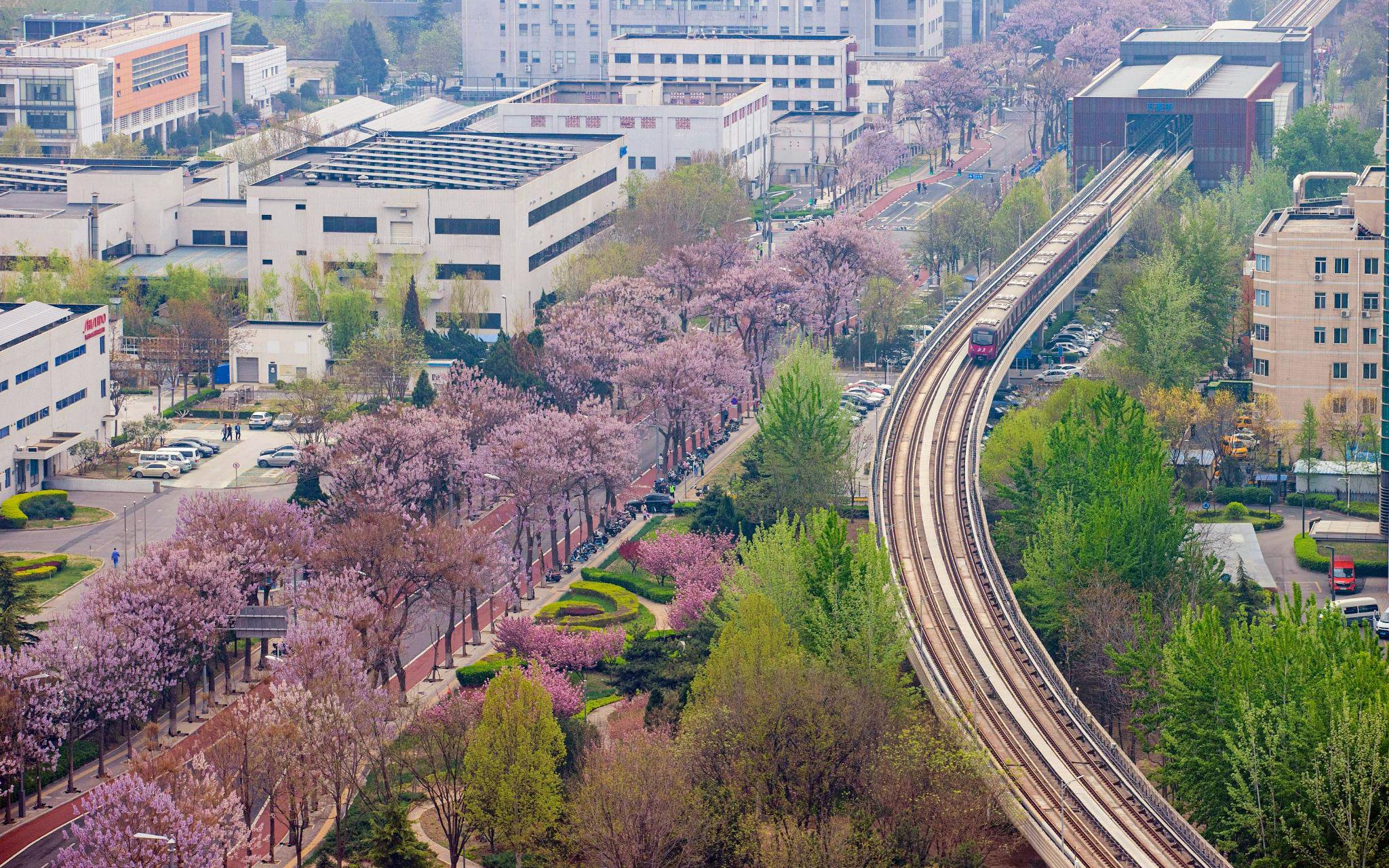 宏達路「泡桐大道」位於北京經開區核心區，全長5400米，道路兩側共栽種1008棵泡桐樹。新京報記者 李木易 攝