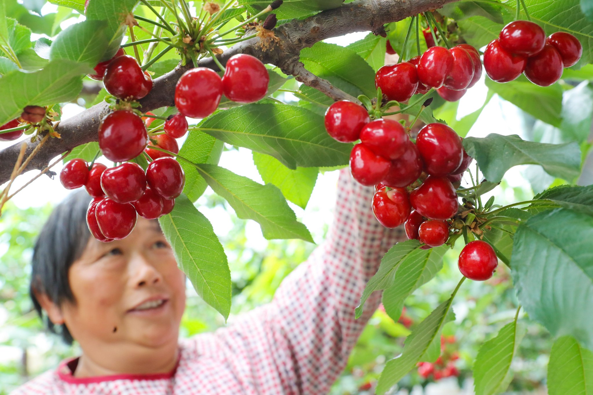 4月13日,在青岛莱西市南墅镇,樱桃种植户在采摘成熟的樱桃。张进刚 摄