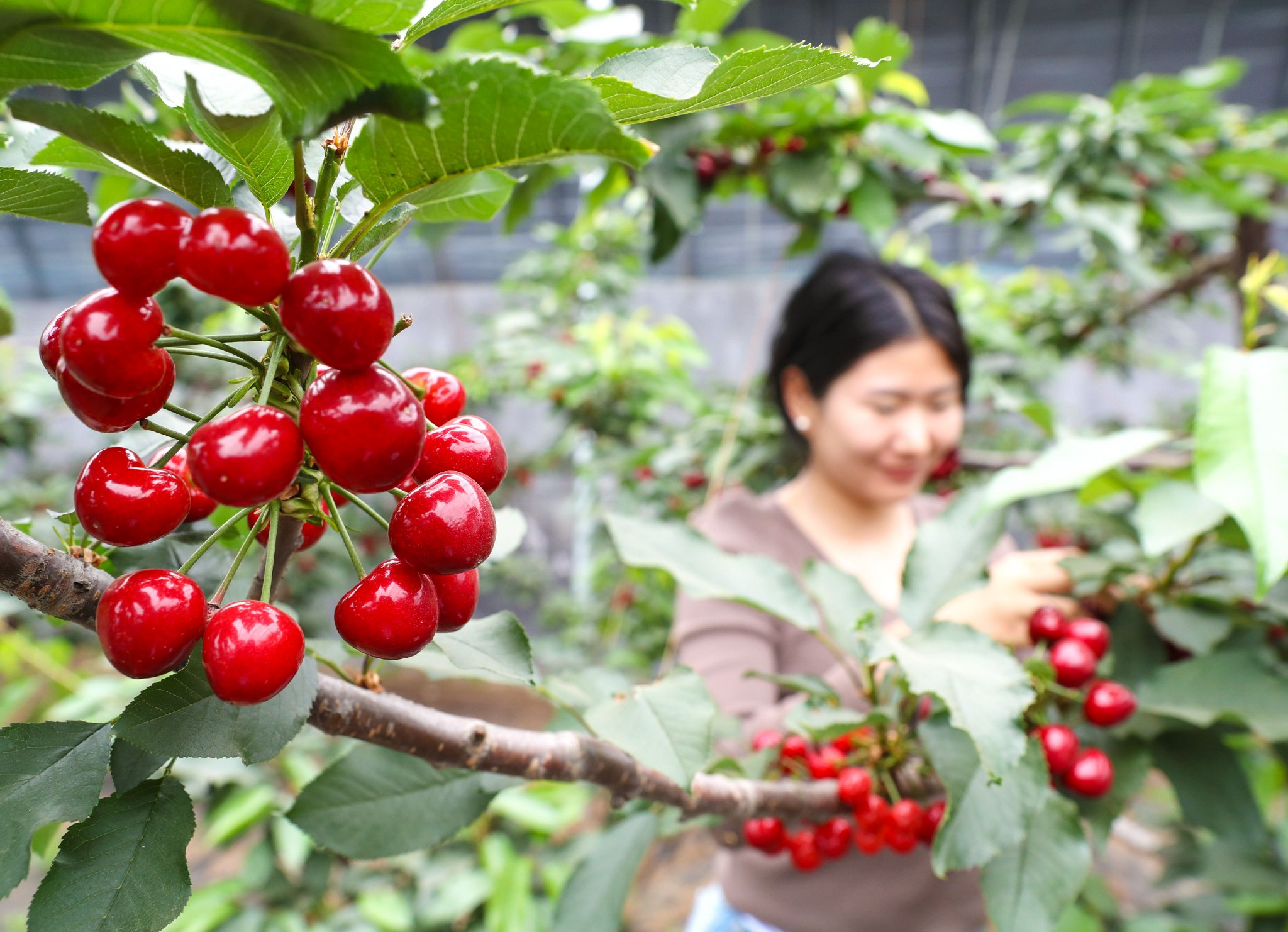 4月13日,在青岛莱西市南墅镇,樱桃种植户察看樱桃长势。张进刚 摄