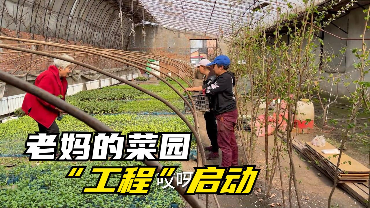 农民王小：卖菜苗老板真实在，东北一年一度种菜园，老妈最大爱好