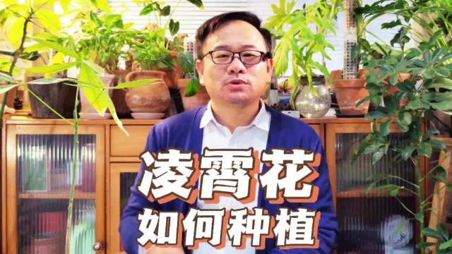 凌霄花如何种植？成活和开花不是问题，要反其道而行之