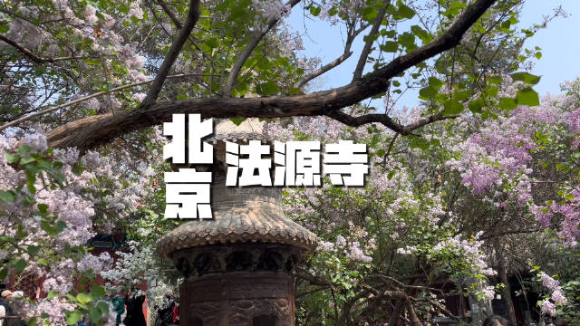 过去的京城四大花事之一，如今就剩下法源寺的丁香了