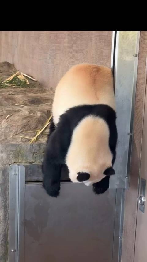 熊猫：快开门！我要下班了，不营业啦，快点，没听到本宝宝敲门吗 晚安
