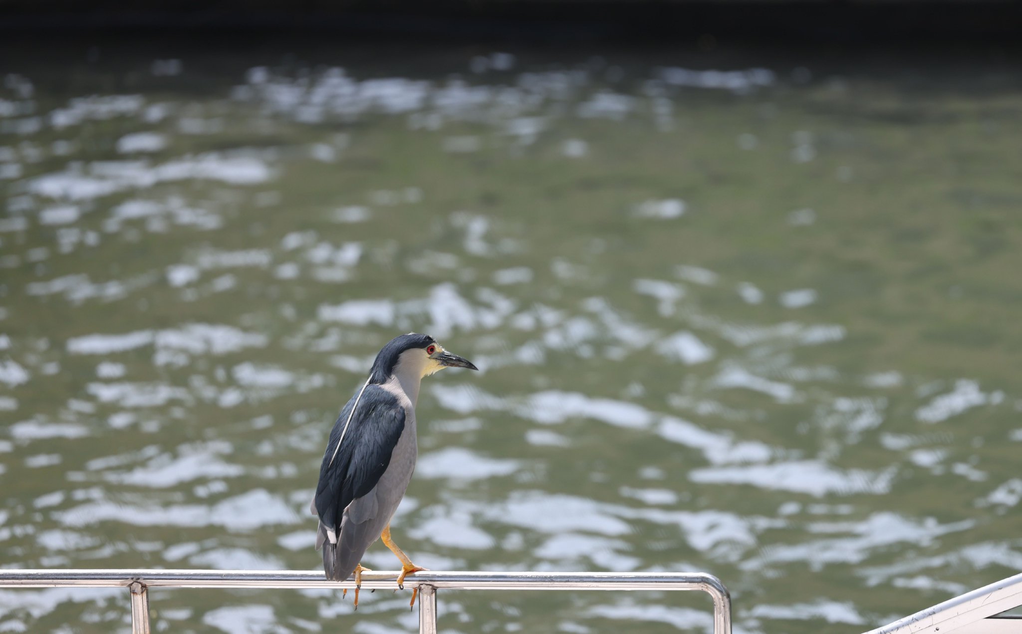 4月11日，紫禦灣碼頭，一隻夜鷺站在遊船上休息。新京報記者 李木易 攝