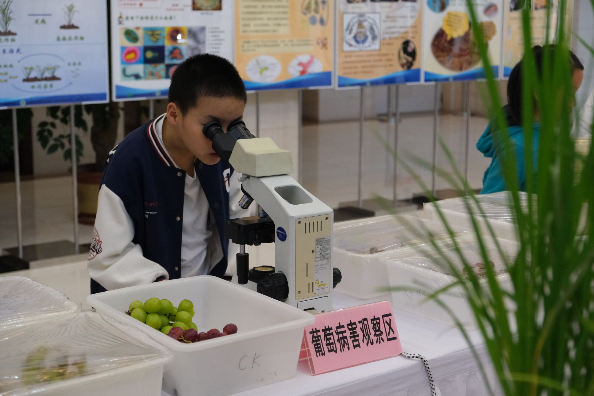 在顯微鏡下，小朋友正在觀察葡萄病害。中國農科院植保所供圖