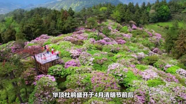 杜鹃花中的极品王者，生长于海拔七八百米高山之上的华顶杜鹃…