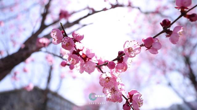 到集安 赏花去