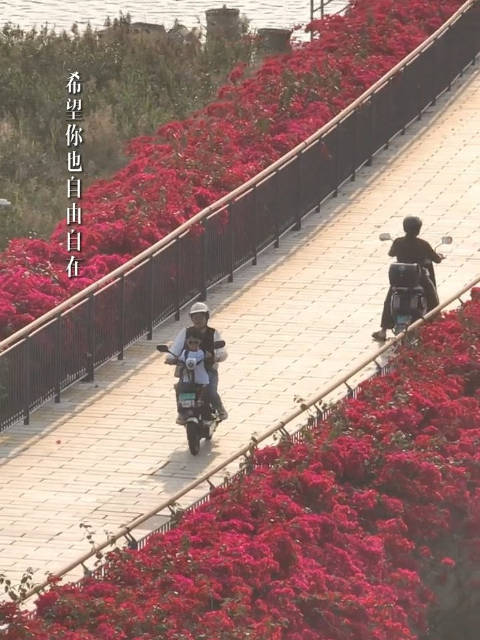 一路花开！在厦门体验走花路的浪漫