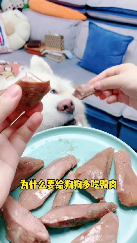 萌宠好物 为什么要给狗狗多吃鸭肉？