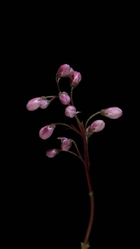 它叫溲疏「sōu shū」还有个好听的名字叫雪樱花