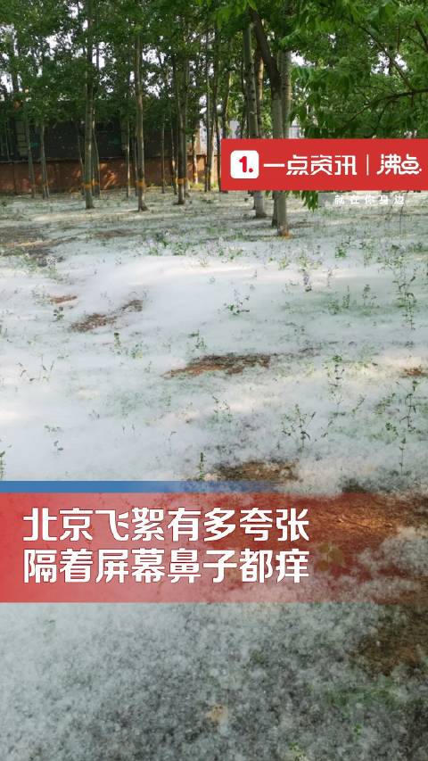 北京飞絮比冬天的雪都下得大