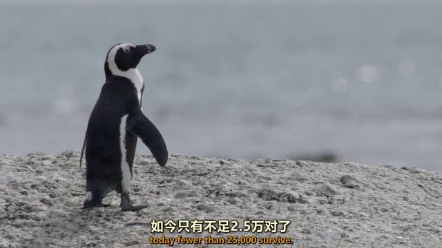 非洲企鹅的庇护所 A Sanctuary for African Penguins 微博纪录片联盟