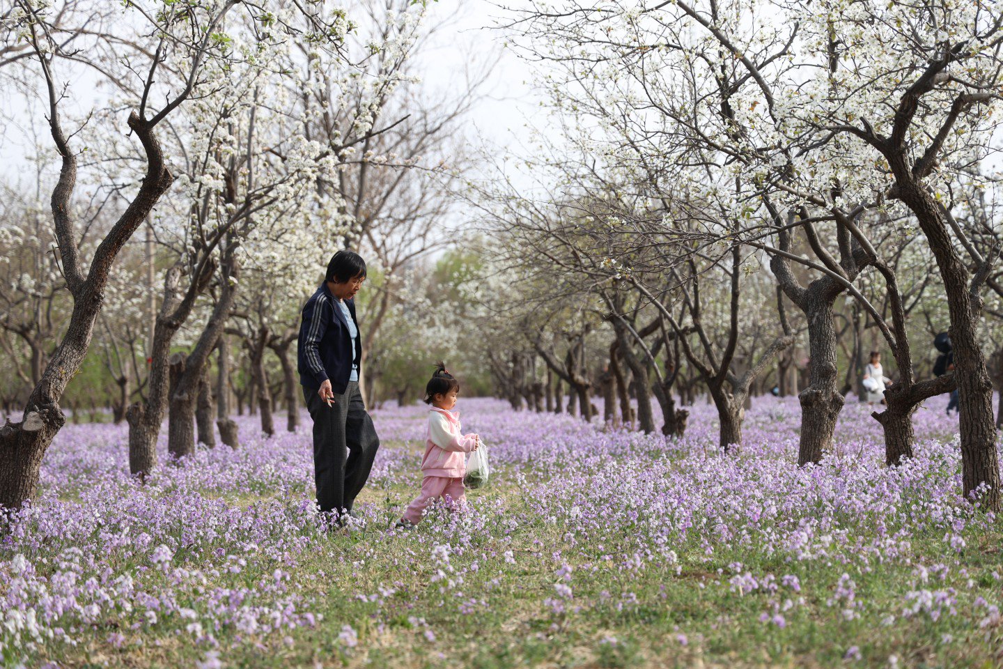 4月7日，東壩公園，樹上的梨花、地上的二月蘭爭相開放，老人帶著孩子走在花海中，好像走入童話世界。  新京報記者 王遠征 攝
