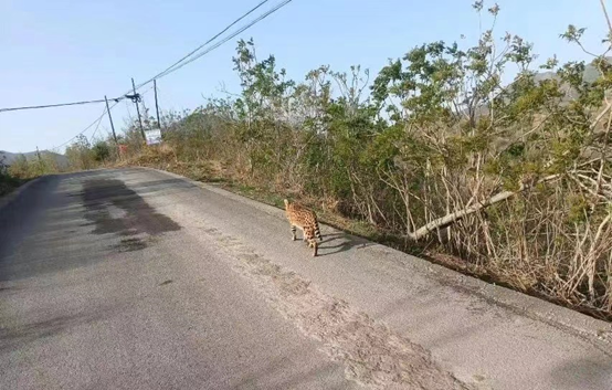 一隻黃底黑色斑紋的動物在道路上行走。 網傳圖片