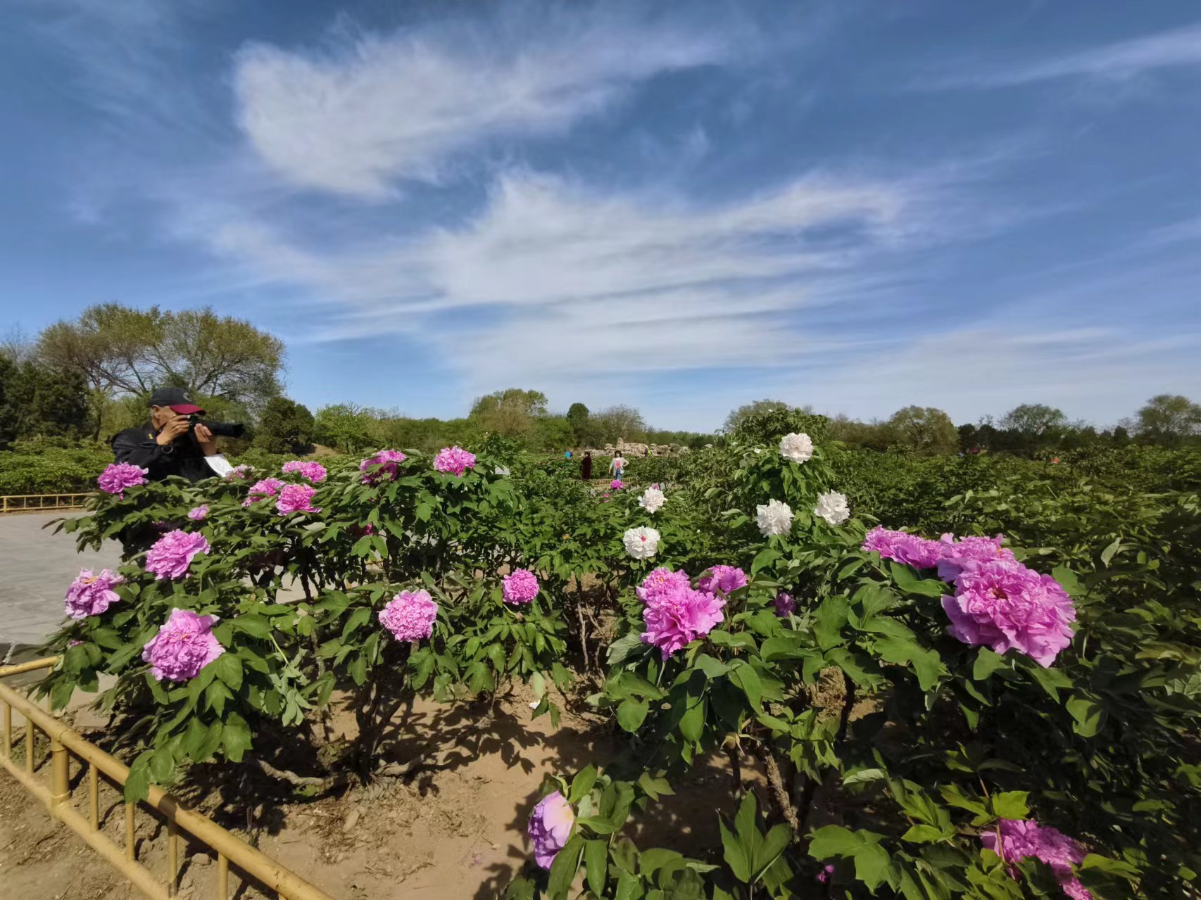 4月16日，圓明園含經堂，遊客在拍攝盛開的花王牡丹。新京報記者 浦峰 攝