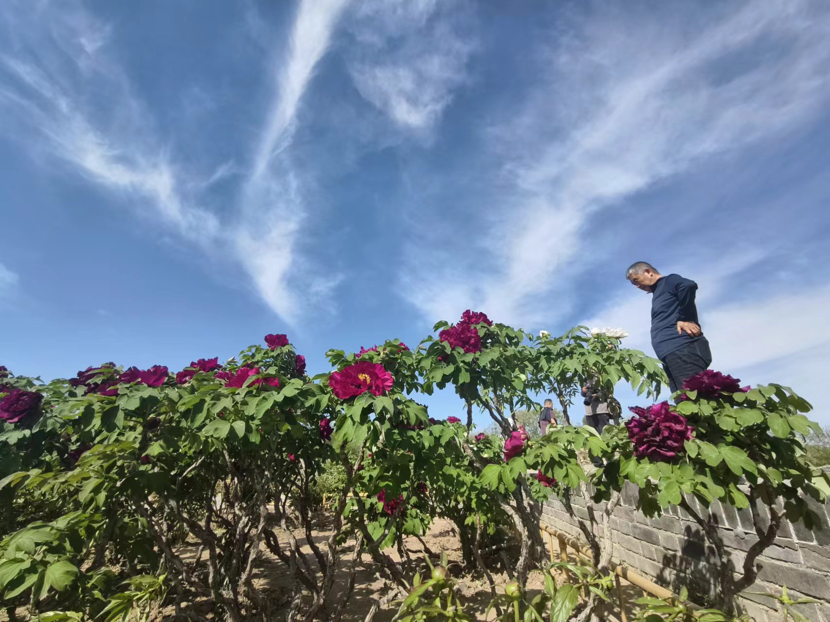 遊客在藍天白雲下觀賞陸續盛開的牡丹。新京報記者 浦峰 攝