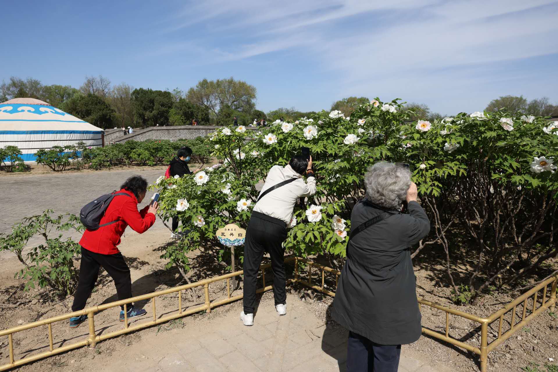 遊客在拍攝一片盛開的鳳丹白牡丹。新京報記者 浦峰 攝